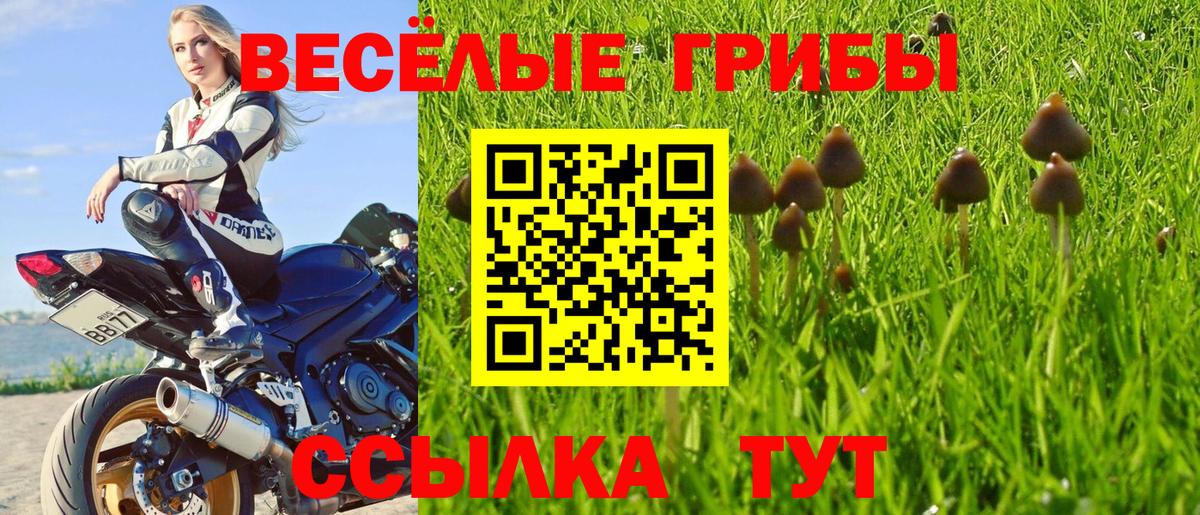 Галлюциногенные грибы Psilocybine cubensis  Вход с VPN  Углич 